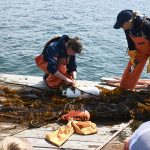 Seaweed Farming: Here We Grow Again