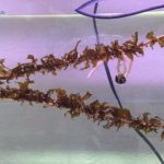 A strand of seaweed growing in “Instant Ocean” in an aquarium at Wiscasset Middle High School in Wiscasset, Maine. (2019).