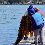 This crop was harvested on April 25, 2019.