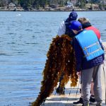 This crop was harvested on April 25, 2019.