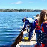 This sugar kelp was harvested from the ocean after six months of grow time. (2019).