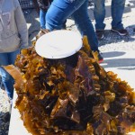 This seaweed came from seedlings started in “Instant Ocean” at the Edgecomb Eddy School in Edgecomb, Maine. (2019).