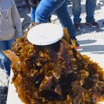 This seaweed came from seedlings started in “Instant Ocean” at the Edgecomb Eddy School in Edgecomb, Maine. (2019).